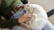 The worst thing about having my cat put down? The pawprint the vet tried to sell me afterwards