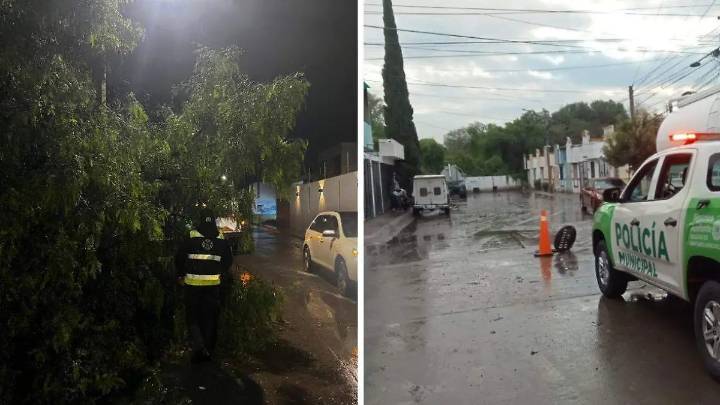 Retiran árbol caído y liberan vialidades tras lluvias en Soledad