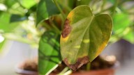 Los trucos para recuperar las plantas después de las vacaciones