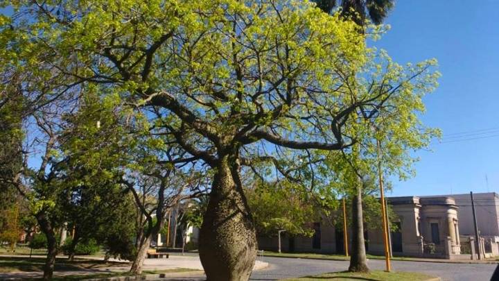El árbol que resiste a la sequía, da mucha sombra y es ideal para la casa