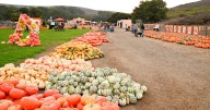 The Patch offers pumpkins galore, and much more