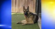 Pet of the Week: Kendal