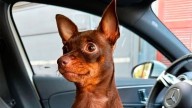 Ofrecen recompensa por la devolución de un perrito perdido en Ruta Nacional 9