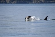 Captan a otra orca cargando el cadáver de su cría en aguas de Washington