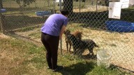 Pawty with a Purpose hosted by Logan County animal groups to benefit each other