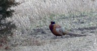 Wildlife experts predict ‘banner year’ for Iowa’s centennial of pheasant hunting