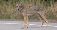 UGA Study: Coyote Control May Be Futile