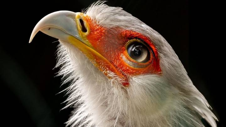 Símbolo de protección y buen augurio: el ave que todos respetan por su fama de peligrosa
