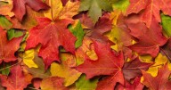 Fall and the autumnal equinox a reminder of death, new life