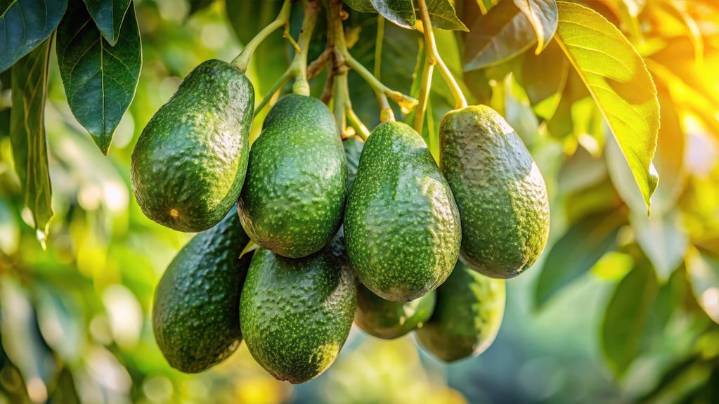 Pocos lo saben: cómo se llama el árbol de paltas