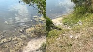 Florida Couple Saves A Turtle Then Hears Cries From The Bushes That Prove They Were Meant To Be There