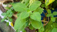 Plantas sanadoras: por qué recomiendan consumir hojas de boldo y qué beneficios trae