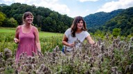 Asheville Tea Co. reflects on Helene, shares plans to…