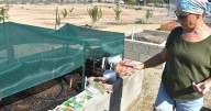 Let the growing begin: Bullhead Community Garden is fully leased for first season
