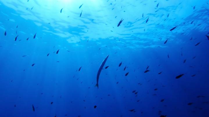 A primer on what the high seas treaty is and how it will work