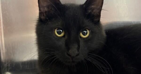 Sir Pounce