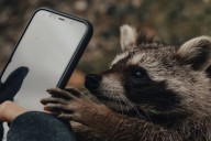 Este tierno mamífero de Estados Unidos y Canadá que aparece en las caricaturas ahora es una especie invasora en España