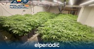 Las 'fábricas de la droga': encuentran en varias localidades de Alicante uno de los mayores cultivos de marihuana