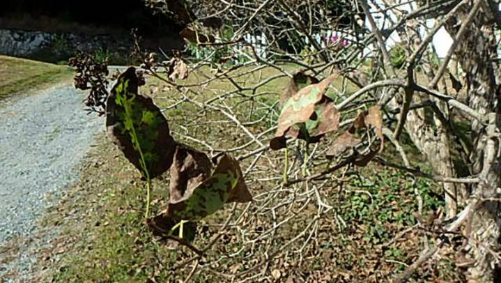 Lilacs in trouble: fungal disease returns to Minnesota gardens