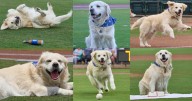 Barkansas Dizzys named MiLB’s ‘Best New Alternate Identity’