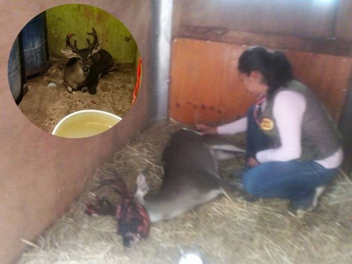 Ciervo herido se refugia en baño de vivienda de Magdalena Contreras