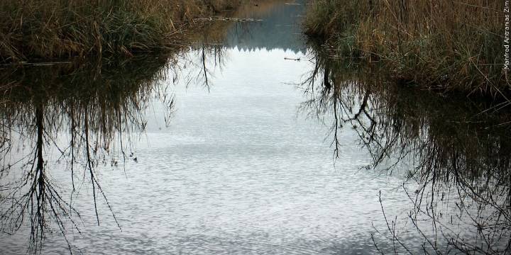 Horse rescued in Kersahw County after being trapped in pond