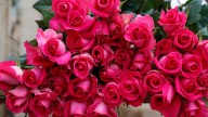 ¿Dónde comprar flores baratas para Amor y Amistad en Bogotá? Conozca los puntos recomendados