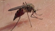 South Carolina reports first human death from Eastern Equine Encephalitis