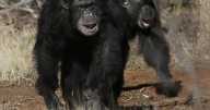 'Drunken Monkey' Theory: Chimps ingest alcohol daily: Study