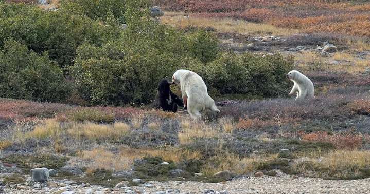 Torngat Mountains visitor gets front row seat for black bear vs polar bear fight
