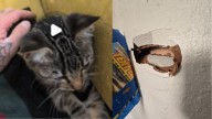 SWAT team arrests kitten killing suspect in Burien