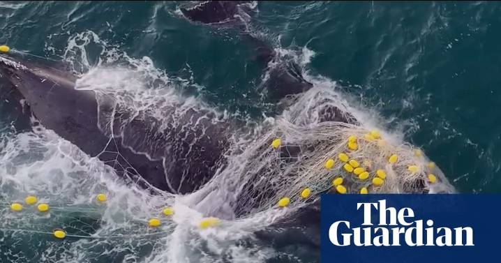 Whale and her calf entangled in shark net off Queensland coast