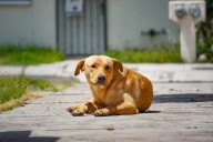 Corresponsabilidad, demandan ante ataques de perros
