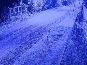 Alerta en Pilar por un puma que apareció en las inmediaciones de un barrio cerrado