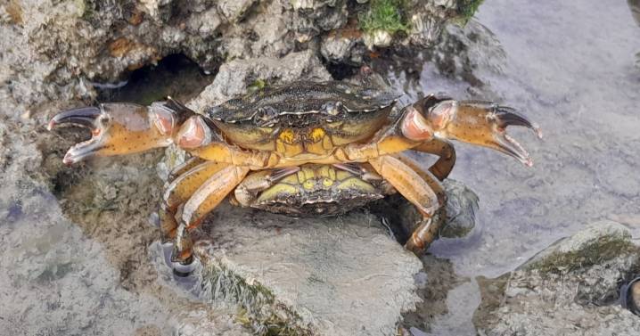 Un cangrejo invasor se expandió 1000 kilómetros, en pocos años, sobre la costa atlántica patagónica