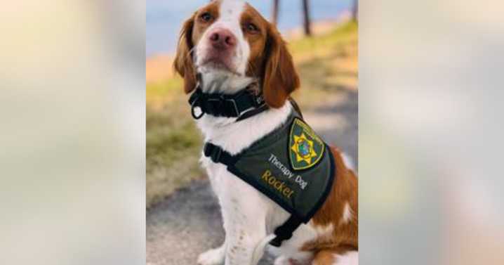 Kootenai County therapy dog nominated for national award