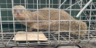 Invasive mongoose captured in Hawaii, sparking renewed concerns