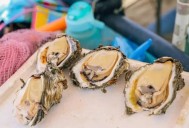 Bahía de Banderas abre la temporada de ostiones y pone fin a veda de tres meses