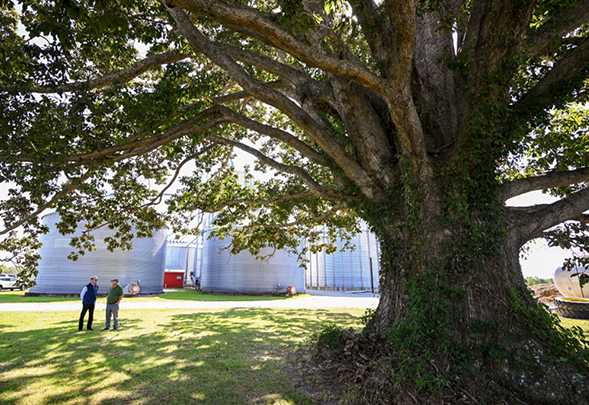DNR: Jennings County is home to largest swamp chestnut oak tree in the county