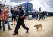 How Lewis Hamilton's Dog Roscoe Shot to Fame With More Than 1M Followers