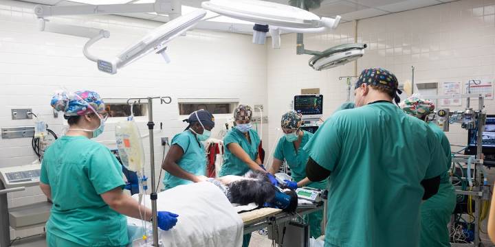 ‘First documented procedure of its kind’ | Zoo Knoxville chimpanzee undergoes historic spinal surgery
