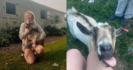 Lake Erie College student working to 3-D print prosthetic leg for injured goat