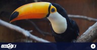 El Parque de la Biodiversidad traslada dos Tucanes Toco a la Reserva Horco Molle