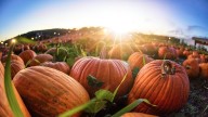 5 fun things to do in Sault Ste. Marie this fall