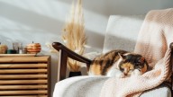 The Fall-Inspired Essential Oil You Should Avoid Using If You Have Pets