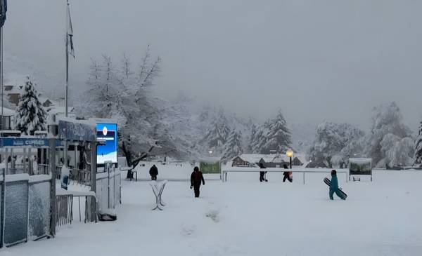 Alertan por la "nevada de los loros" que afecta a Bariloche