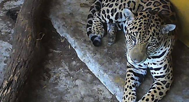 Rescatan a jaguar avistado en la Cuenca Baja del río Bogotá: está bajo observación y en buen estado