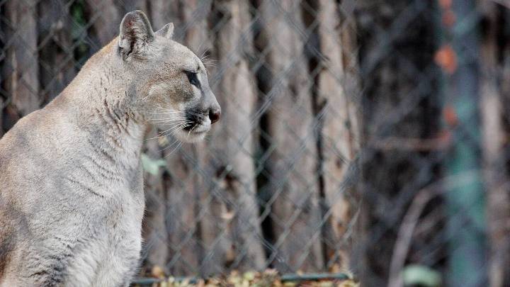 Puma atacó a niña de 11 años durante paseo familiar en Parque Pumalín en Chaitén
