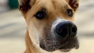 Dog up for adoption spends nearly a year at Simpson Co. Animal Shelter