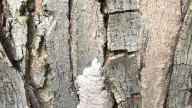 Spotted lanternflies breeding in MA. How to spot, destroy eggs